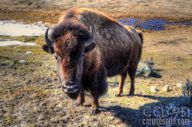 CarynEsplin-Bison-Buffalo-YellowstoneNationalPark