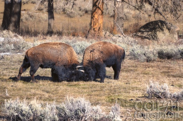 CarynEsplin-Bison-Buffalo-YellowstoneNationalPark