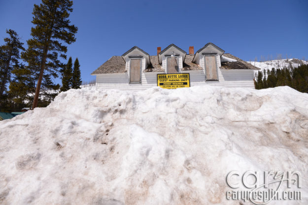 CarynEsplin-CookeCitySnowbank-YellowstoneNationalPark