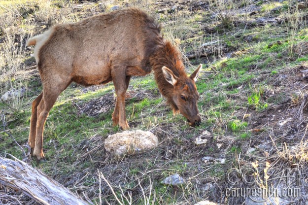 CarynEsplin-Elk-YellowstoneNationalPark