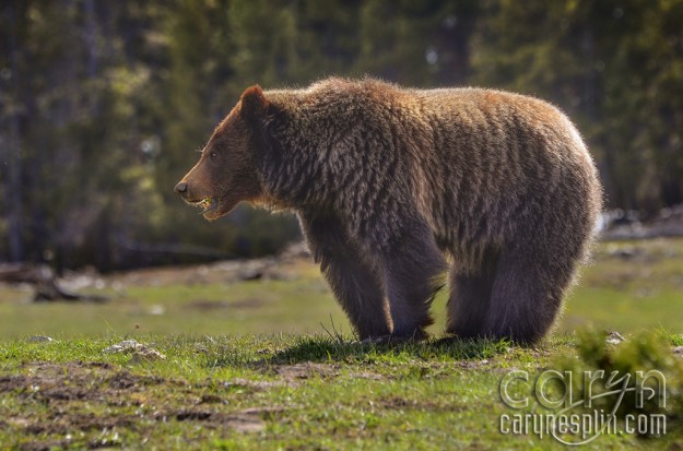 CarynEsplin-She-Grizzly-Bear2-YellowstoneNationalPark