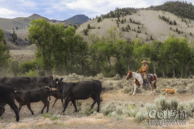 Cowboy Up - Idaho Cattle Drive - Herd - Dogs - Cows