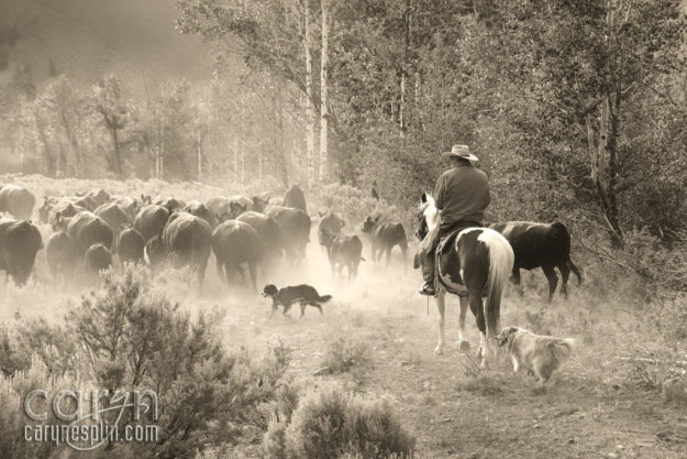 Caryn Esplin - Cowboy Up - Idaho Cattle Drive - Herd - Dogs - Cows - Lasso