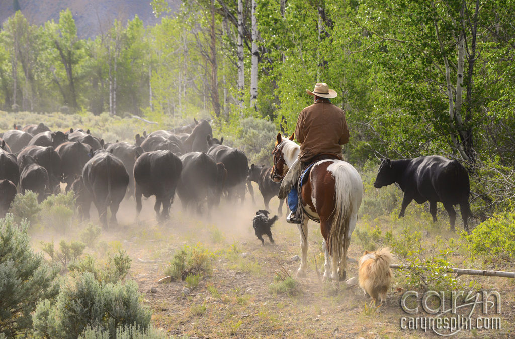 Idaho Cattle Drive: A Fortuitous Morning!