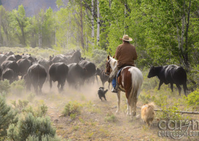 Idaho Cattle Drive: A Fortuitous Morning!