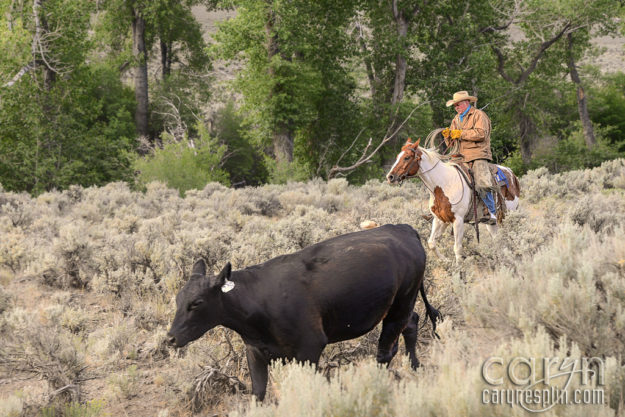 Caryn Esplin - Cowboy Up - Idaho Cattle Drive - Herd - Dogs - Cows - Lasso