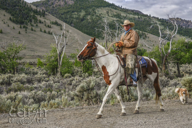 Caryn Esplin - Cowboy Action - Idaho Cattle Drive - Herd - Dogs - Cows - Lasso