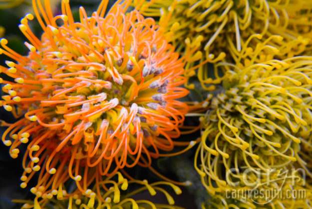 CarynEsplin-Bogota-Colombia-Paloquemao-Market-Exotic-Tropical-Flowers