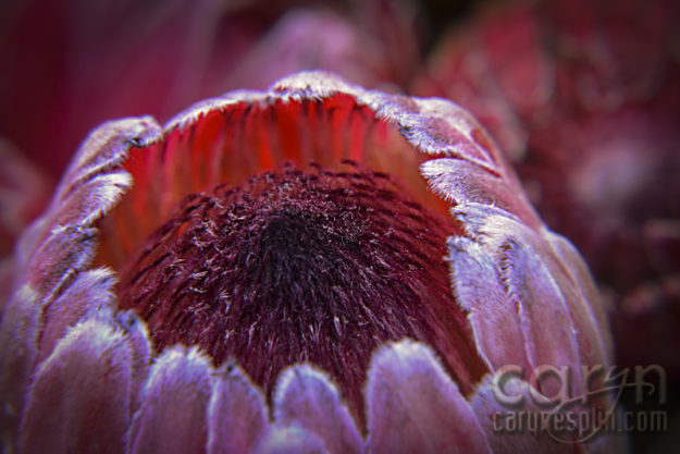 CarynEsplin-Bogota-Colombia-Paloquemao-Market-Exotic-Tropical-Flowers