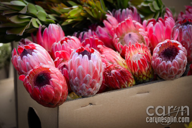 CarynEsplin-Bogota-Colombia-Paloquemao-Market-Exotic-Tropical-Flowers