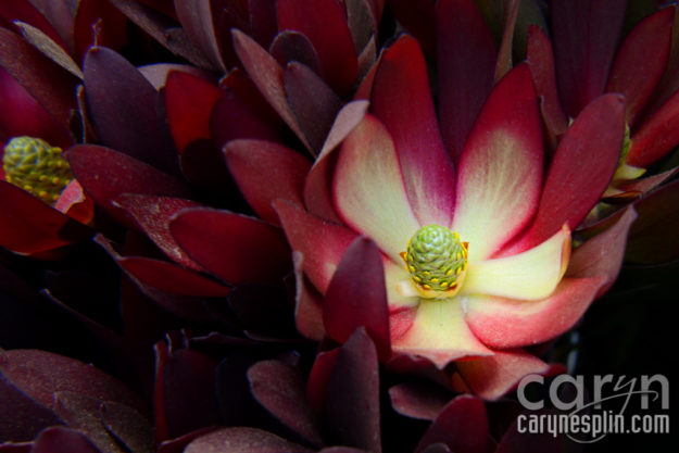 CarynEsplin-Bogota-Colombia-Paloquemao-Market-Exotic-Tropical-Flowers