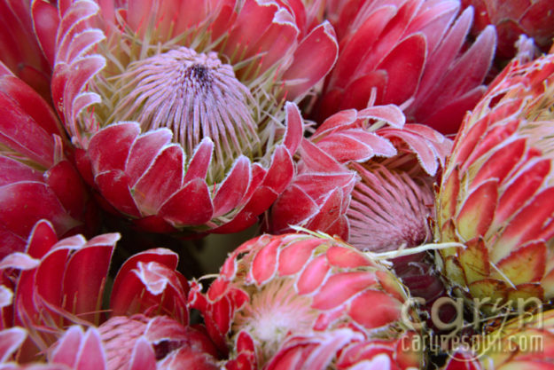 CarynEsplin-Bogota-Colombia-Paloquemao-Market-Exotic-Tropical-Flowers