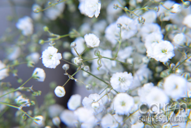 CarynEsplin-Bogota-Colombia-Paloquemao-Market-Exotic-Tropical-Flowers-Baby's-Breath