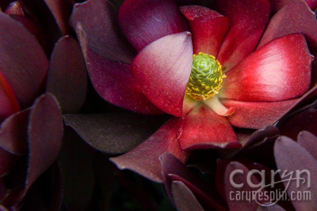 CarynEsplin-Bogota-Colombia-Paloquemao-Market-Exotic-Tropical-Flowers-SQIBB