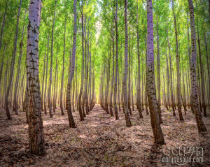 CarynEsplin - Copyright - Oregon TreeFarm -Composite Option 05