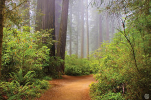 CarynEsplin - Copyright - Redwoods, CA -Composite Option 15