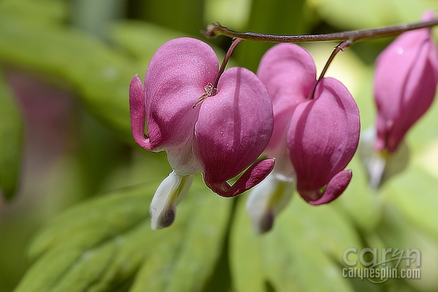 Macro, Flowers, Thanksgiving Point, Tulip Festival, Mothers Day, Lehi, Utah, Flowers, macro, Caryn Esplin, Bleeding Heart