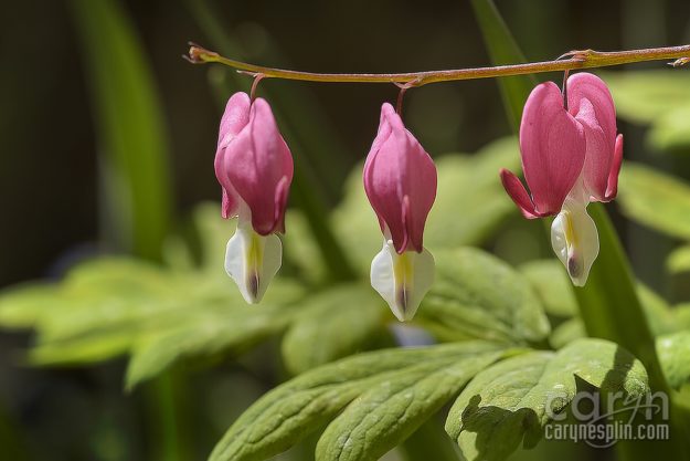 Macro, Flowers, Thanksgiving Point, Tulip Festival, Mothers Day, Lehi, Utah, Flowers, macro, Caryn Esplin, bleeding heart