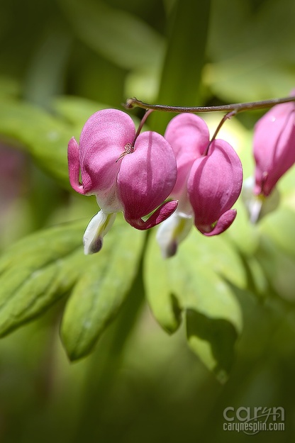 Macro, Flowers, Thanksgiving Point, Tulip Festival, Mothers Day, Lehi, Utah, Flowers, macro, Caryn Esplin, Bleeding Heart