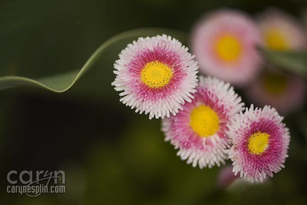 Macro, Flowers, Thanksgiving Point, Tulip Festival, Mothers Day, Lehi, Utah, Flowers, macro, Caryn Esplin, gerber daisies