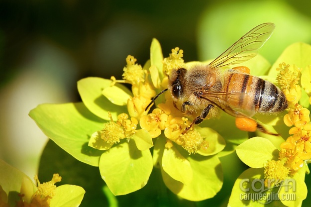 Macro, Flowers, Thanksgiving Point, Tulip Festival, Mothers Day, Lehi, Utah, Flowers, macro, Caryn Esplin, bee