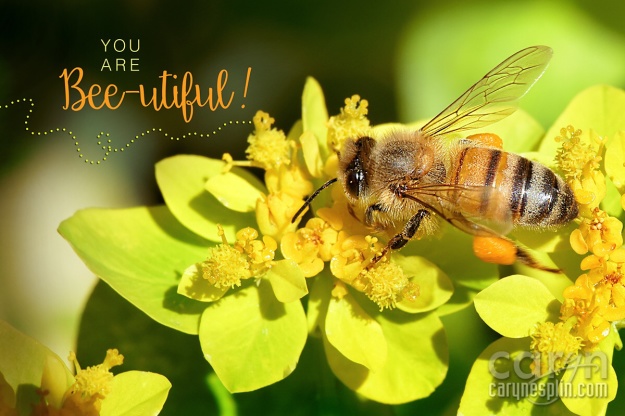 Macro, Flowers, Thanksgiving Point, Tulip Festival, Mothers Day, Lehi, Utah, Flowers, macro, Caryn Esplin, bee