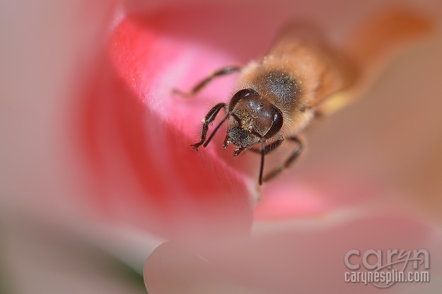 Macro, Flowers, Thanksgiving Point, Tulip Festival, Mothers Day, Lehi, Utah, Flowers, macro, Caryn Esplin, bee close up