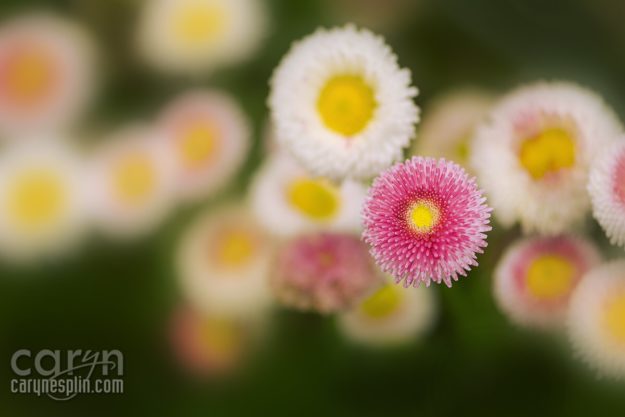 Macro, Flowers, Thanksgiving Point, Tulip Festival, Mothers Day, Lehi, Utah, Flowers, macro, Caryn Esplin, gerber daisies