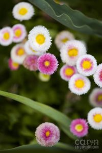 Macro, Flowers, Thanksgiving Point, Tulip Festival, Mothers Day, Lehi, Utah, Flowers, macro, Caryn Esplin, gerber daisies