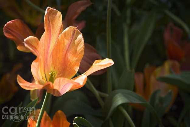 Macro, Flowers, Thanksgiving Point, Tulip Festival, Mothers Day, Lehi, Utah, Flowers, macro, Caryn Esplin, peach tulip