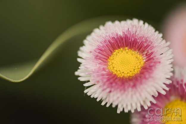 Macro, Flowers, Thanksgiving Point, Tulip Festival, Mothers Day, Lehi, Utah, Flowers, macro, Caryn Esplin, gerber daisy