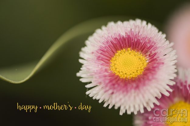 Macro, Flowers, Thanksgiving Point, Tulip Festival, Mothers Day, Lehi, Utah, Flowers, macro, Caryn Esplin, gerber daisy