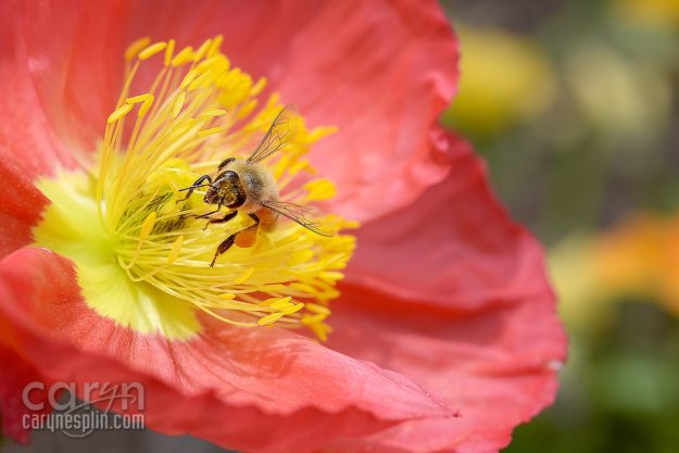 Macro, Flowers, Thanksgiving Point, Tulip Festival, Mothers Day, Lehi, Utah, Flowers, macro, Caryn Esplin, honey bee