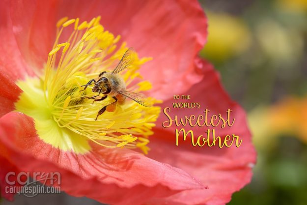 Macro, Flowers, honey bee, Thanksgiving Point, Tulip Festival, Mothers Day, Lehi, Utah, Flowers, macro, Caryn Esplin