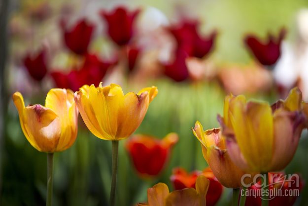 Macro, Flowers, Thanksgiving Point, Tulip Festival, Mothers Day, Lehi, Utah, Flowers, macro, Caryn Esplin, gerber daisies