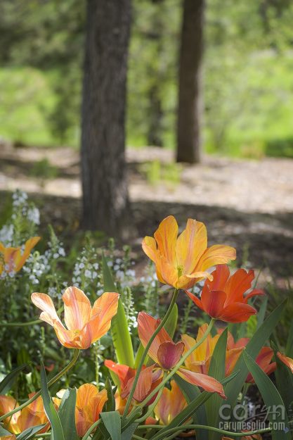 Macro, Flowers, Thanksgiving Point, Tulip Festival, Mothers Day, Lehi, Utah, Flowers, macro, Caryn Esplin, gerber daisies