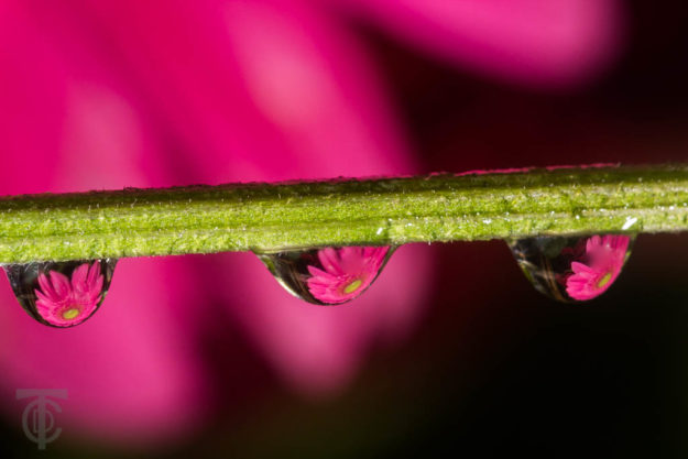 BYU-Idaho - Comm 316 - Macro photography