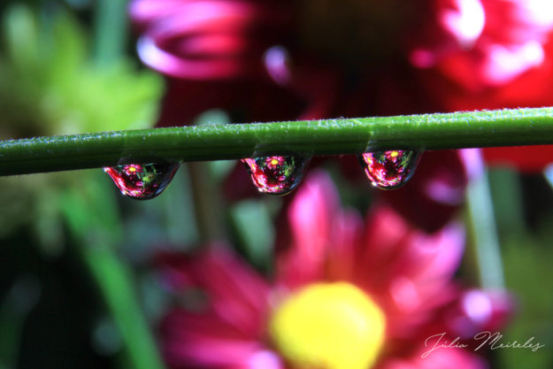 BYU-Idaho - Comm 316 - Macro photography