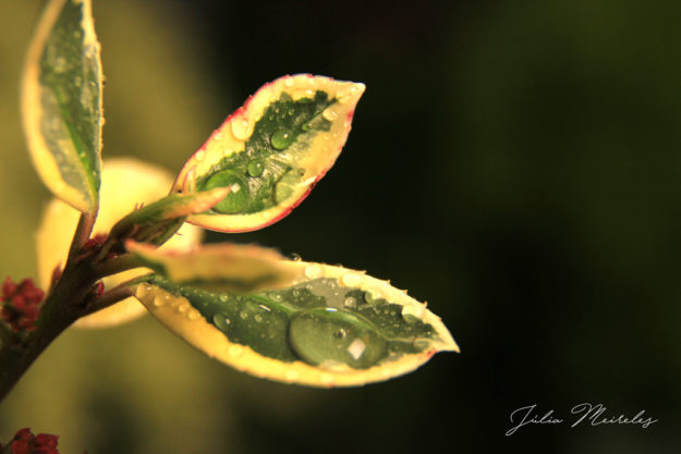 BYU-Idaho - Comm 316 - Macro photography