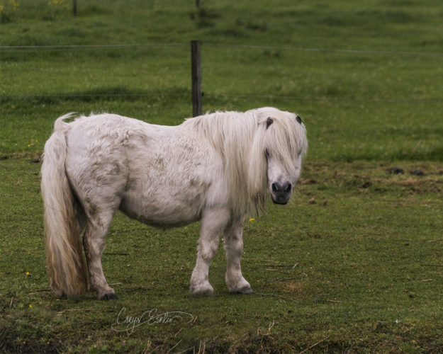 Dutch horses - Holland - Netherlands - Caryn Esplin - Shaggy Horse