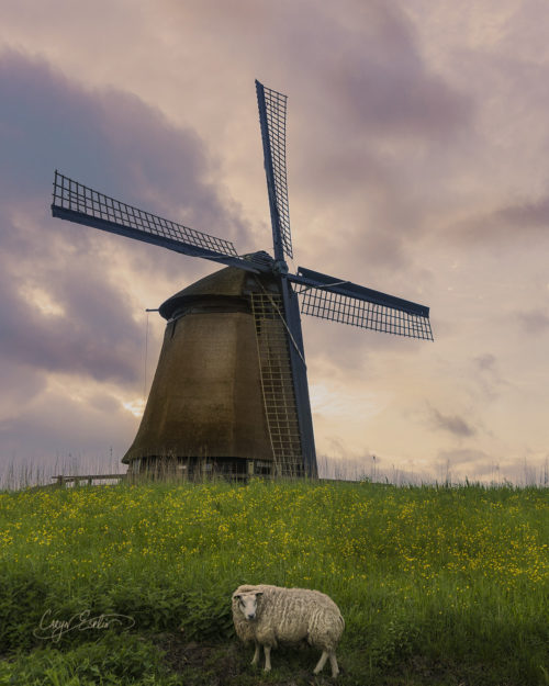 Dutch Windmills - Holland - Netherlands - Caryn Esplin - Sheep