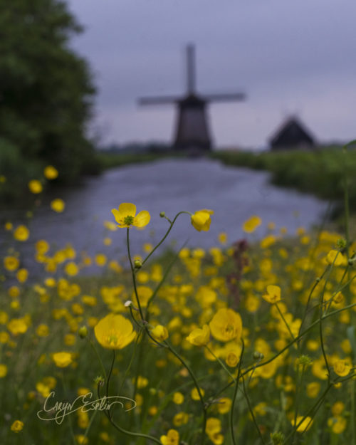 Dutch Windmills - Holland - Netherlands - Caryn Esplin - Canal