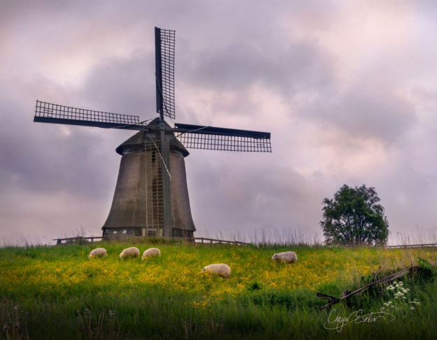 Dutch Windmills - Holland - Netherlands - Caryn Esplin - Sunrise