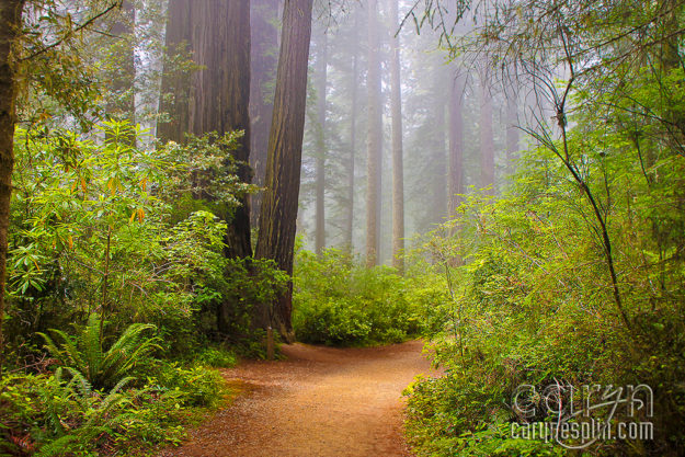 8 Redwood Path