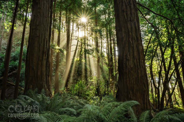 12 Big Sur Redwoods