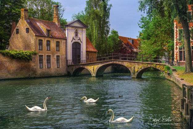 26 Brugge Swans