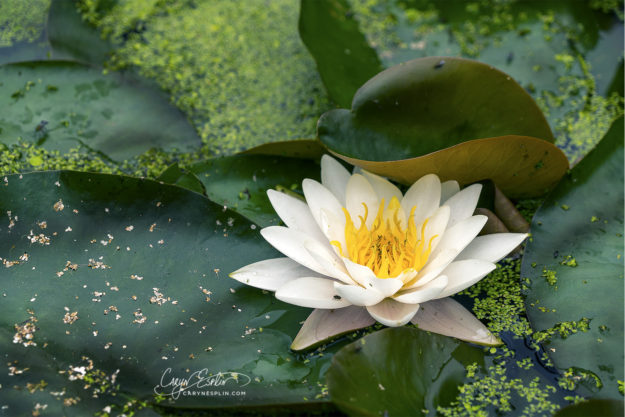 31 Holland Lily Pad Flora