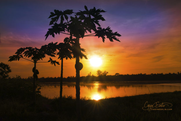 Caryn-Esplin_0568_Sunset_RiceField