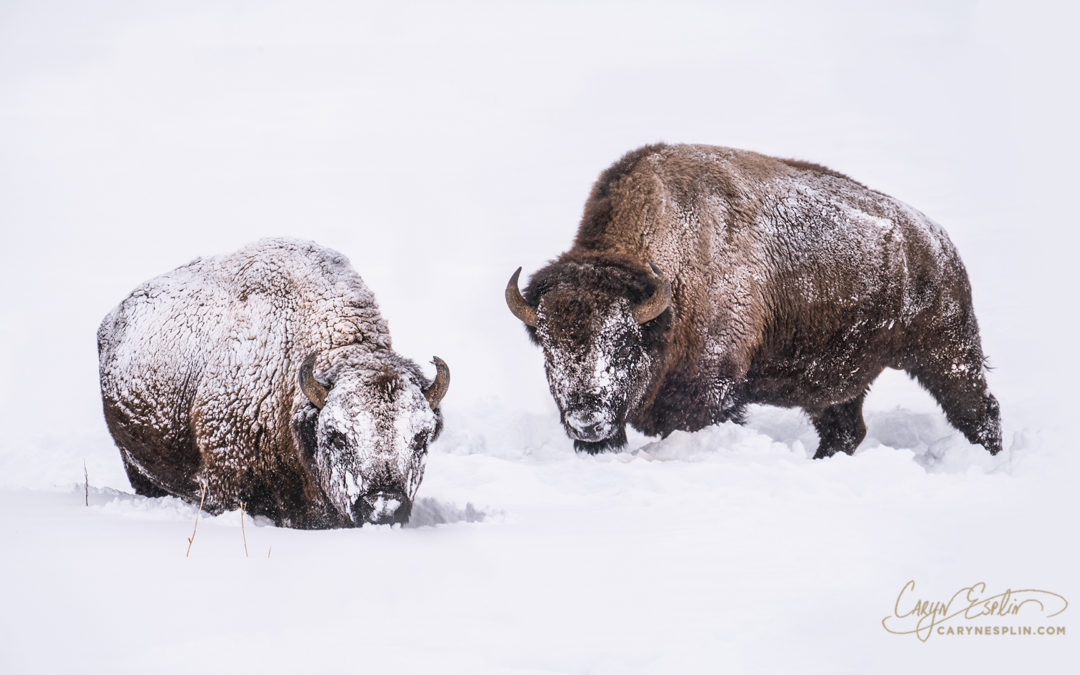 Feb 24-27, 2021: Winter Photo Workshop in Yellowstone & Island Park